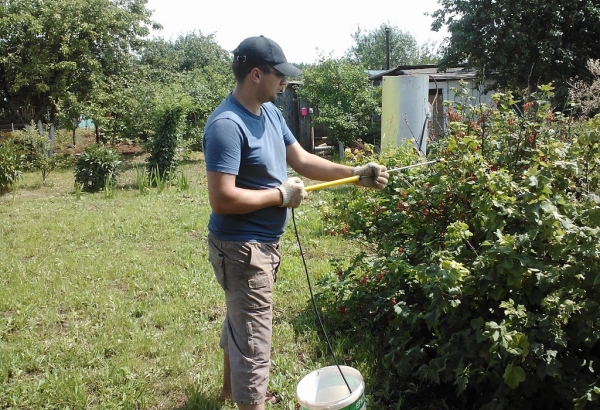  Zur Vorbeugung von Krankheiten und Schädlingen können Sie Johannisbeeren mit 1% Bordeauxmischung besprühen