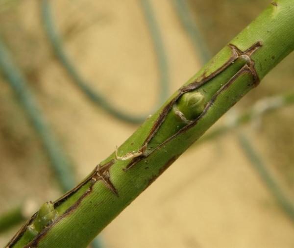  Il est possible de planter une rose sur un dogrose à la fin de l'hiver et en été