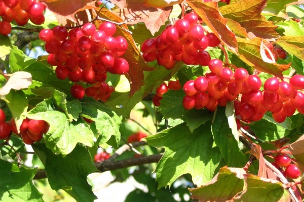  Wenn es reift und in welchem ​​Monat können Sie Viburnum pflücken