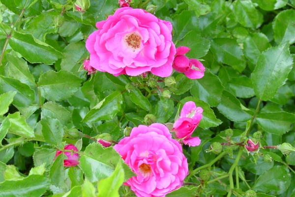  Planter des roses sauvages, prendre soin de la plante, méthodes de reproduction