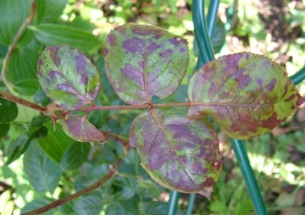  Schwarze Flecken auf Rosenblättern