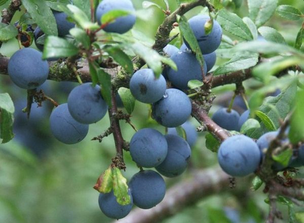  Épine ou prune épineuse