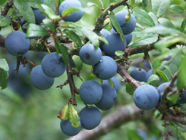  Épine ou prune épineuse