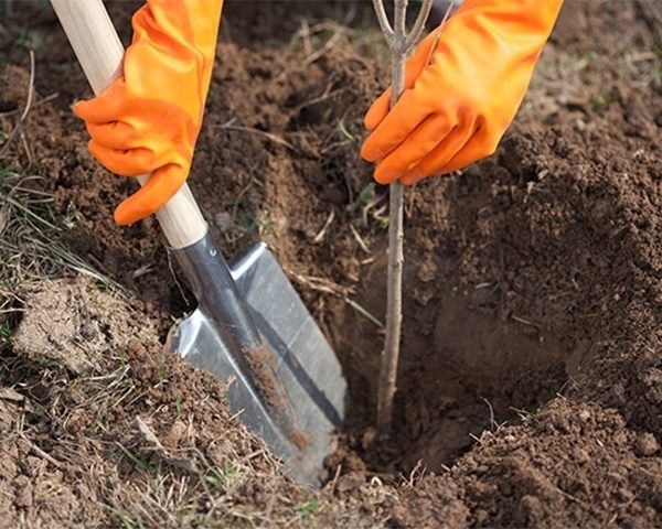  Planter des plants d'arbres fruitiers au printemps