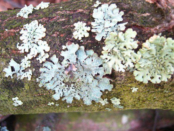  La moisissure sur le tronc d'un arbre fruitier parle de soins médiocres et de l'apparition de champignons