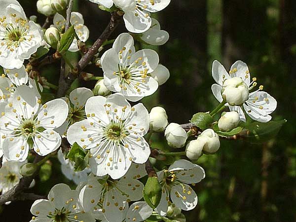  Fleurs d'épine