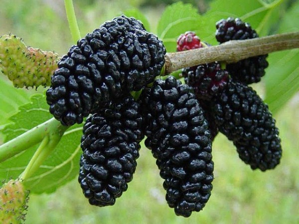  Mûrier noir ou mûrier