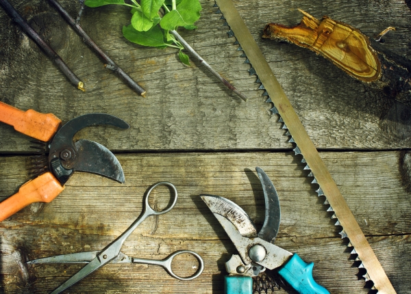  Zum Schneiden benötigen Sie scharfe rostfreie Werkzeuge: Handsäge, Gartenschere