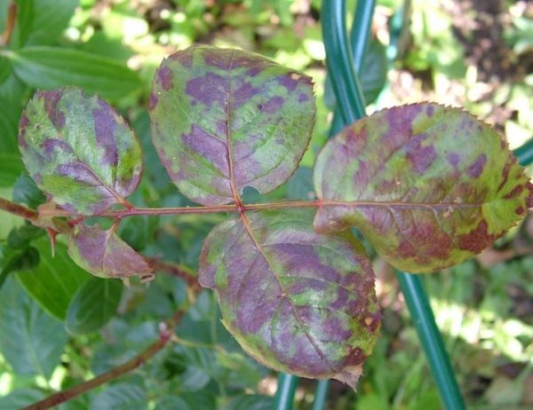  Rosenblätter sind von Peronosporose betroffen