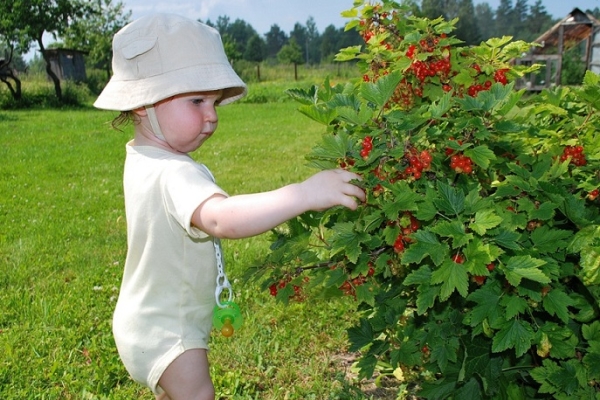  Comment prendre soin des groseilles noires, rouges et blanches après la récolte des baies?