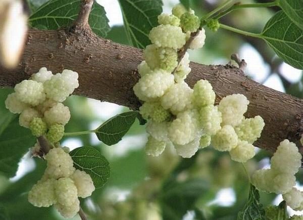  Doshab de mûrier à base de fruits de mûrier blanc