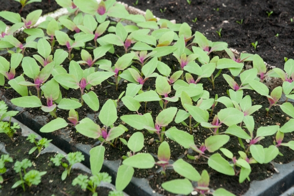  Les épinards à la fraise peuvent être cultivés à partir de graines ou de plants