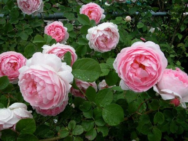  Sträucher mit großen Rosenknospen