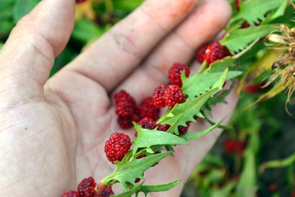  Aus Erdbeer-Spinat können Sie Marmelade, Kwas, Pasteten herstellen