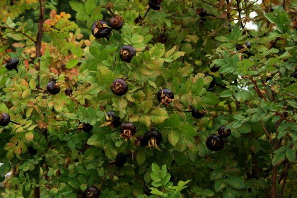  Reife schwarze Hagebutten am Strauch