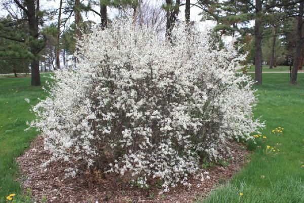  Bush Dornen in voller Blüte