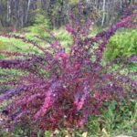  Épine-vinette Ottawa Purpurea