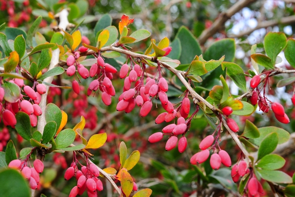  Botanische Beschreibung der üblichen Berberitze, nützliche Eigenschaften, Pflanzung und Pflege