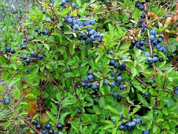  Bush Dornen mit Früchten