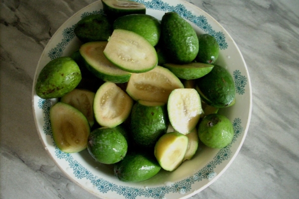  Feijoa wächst in Russland - auf der Krim, Krasnodar, Georgien, Aserbaidschan, Ukraine