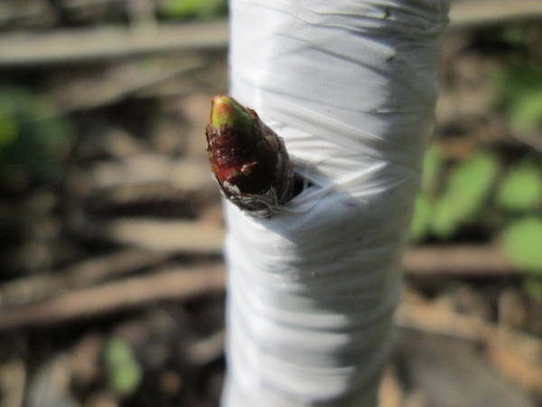  Ils commencent à effectuer des bourgeons dans les premiers jours d'août, la procédure dure 4 semaines.