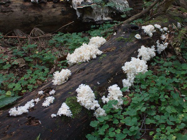  Le corail de mûre est utilisé pour renforcer le système immunitaire, le traitement des maladies du tractus gastro-intestinal et des organes respiratoires