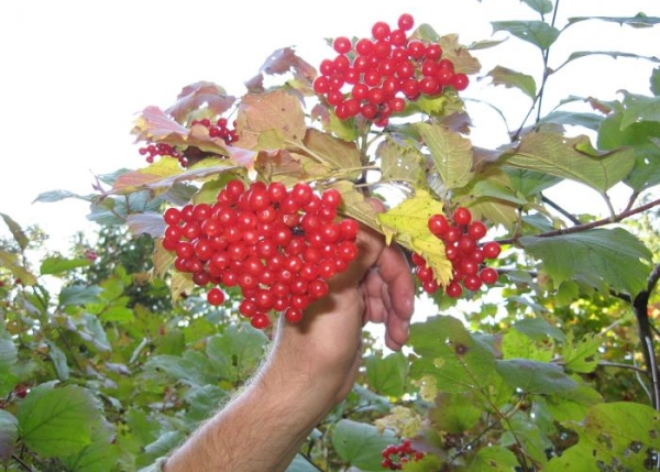  Das Schneiden von Viburnum ist besser, wenn man eine Schicht bündelt oder legt