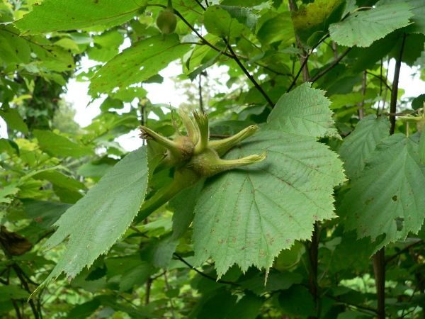  Früchte der mandschurischen Haselnuss