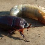  Die Larven des Maikäfers brüten in Kastanienwurzeln und der Käfer frisst die Blätter