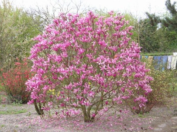  Magnolie in voller Blüte