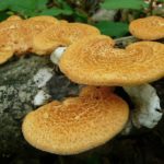  Polyporus cellulaire