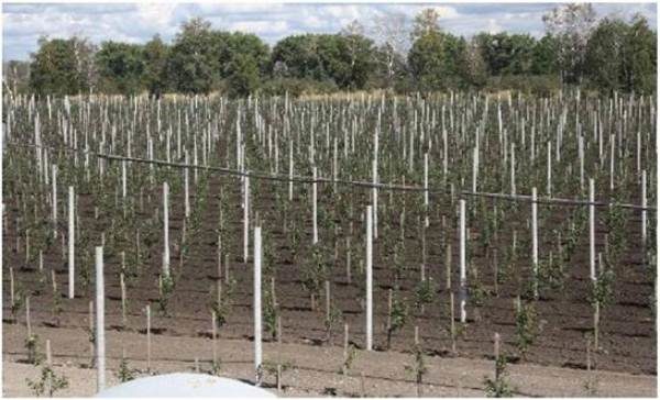  L'emplacement des arbres fruitiers en colonnes sur le site