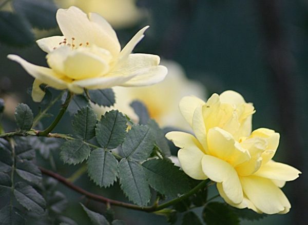  Blumen in Hagebutten wiedergeboren