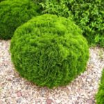  Ball Thuja