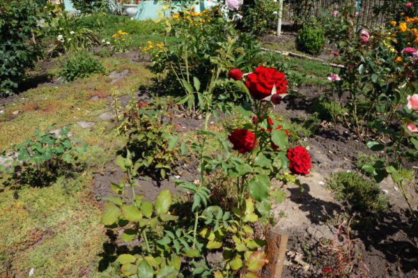  Rosenbuschrot im Garten