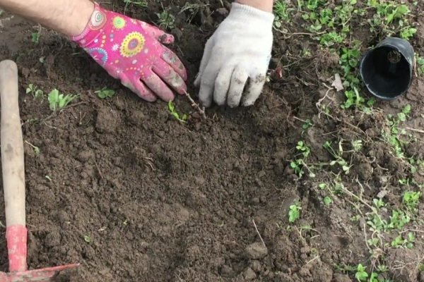  Es ist vorzuziehen, im Frühling eine Quitte zu pflanzen. Während des Herbstpflanzens hat die Pflanze möglicherweise keine Zeit zum Wurzeln und friert aus