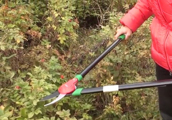  Das Beschneiden der Hüften ist wichtig für dekorative Zwecke und für den Fruchtbusch