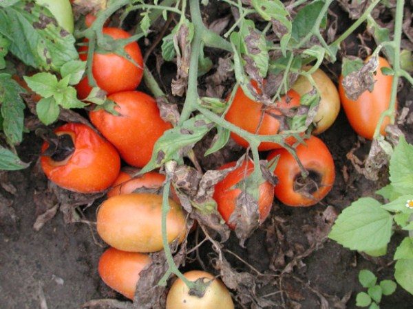  Tomaten Rot Top Rot