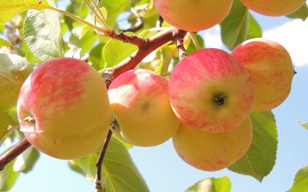  Äpfel werden bei chronischer Gastritis empfohlen.