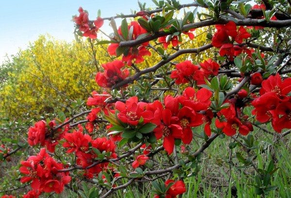  La toux, la bronchite, les fleurs de trachéite sont utiles coing japonais