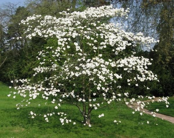  Hartriegel in voller Blüte