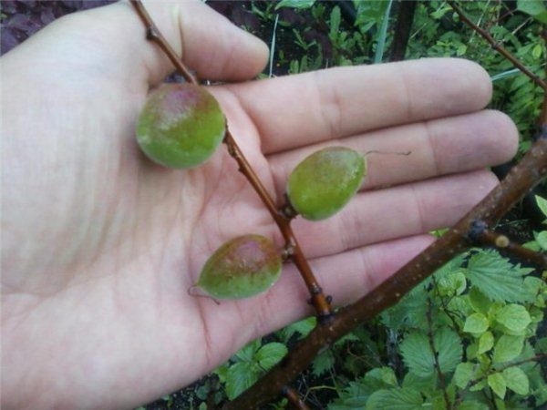  Turn - un stock fiable pour les abricots