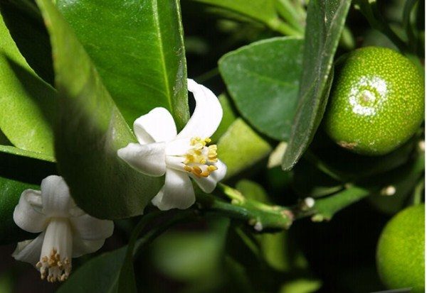  La première année de la mandarine fruitière, certaines fleurs sont épinglées