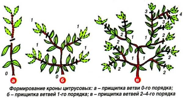  Formation de la couronne de Kumquat