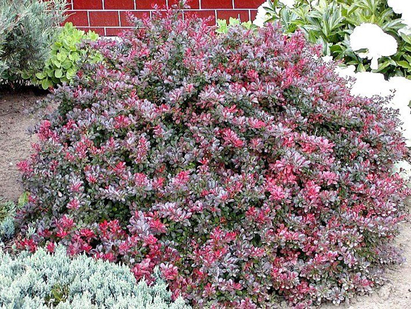  Berberitze Thunberg Atropurpurea