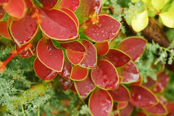  Les avantages des plantes sont décoratifs, résistance aux maladies, au gel