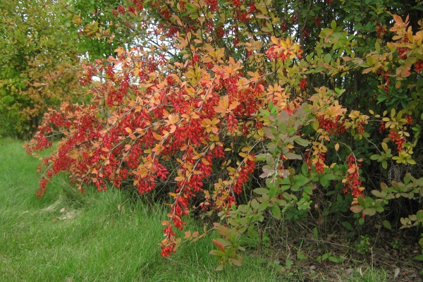  Das Berberbeergewöhnliche - ein stacheliger Busch, blüht im April-Mai, hellrote längliche Beeren im September-Oktober