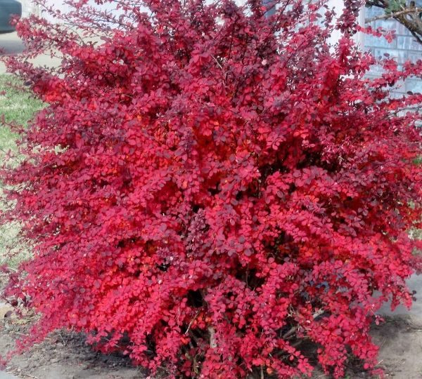  Barberry Thunberg Atropurpurea verziert jedes persönliche Grundstück