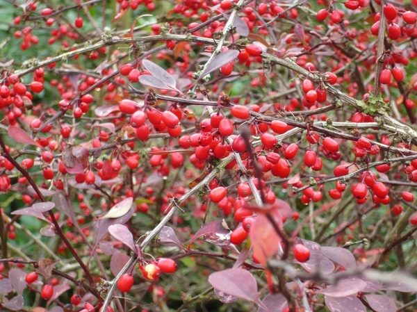  Thunberg Atropurpurea Berberitzenstrauch mit Beeren