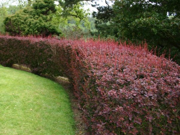  Berberitze Thunberg Atropurpurea Verwendung für Hecken